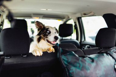 Bagaja bakan bir arabanın arka koltuğunda mavi gözlü bir çoban köpeği portresi. Köpekle yolculuk.