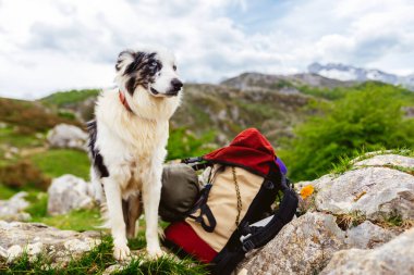 Avrupa Ulusal Parkı, Asterias, İspanya 'daki Picos de europa Ulusal Parkı' nda bir yürüyüşçünün sırt çantasının yanında mavi gözlü bir çoban köpeği portresi. Köpekle yolculuk.