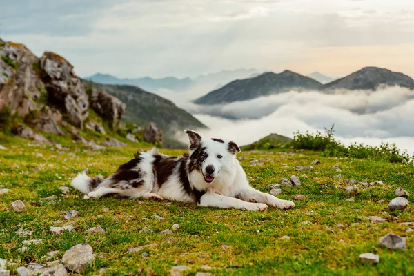 Ovčák Pes Plemene Hraniční Kolie Ležící Poli Hory — Stock fotografie