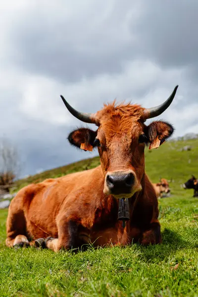 Vaca Tendida Tranquilamente Sobre Hierba Las Montañas Del Parque Nacional —  Fotos de Stock