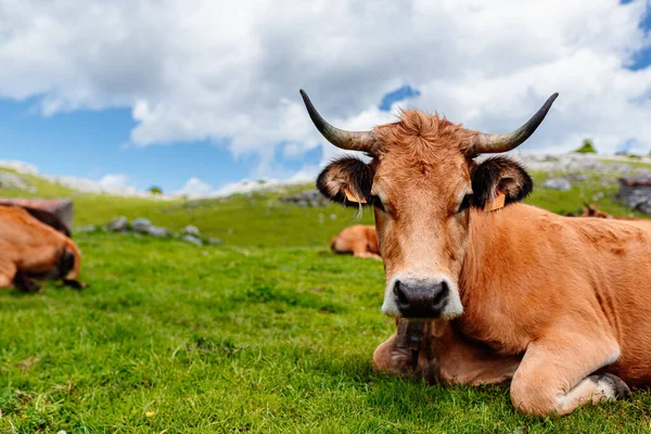 Retrato Vaca Marrón Acostada Campo Vaca Montaña Asturiana Pastando Parque —  Fotos de Stock