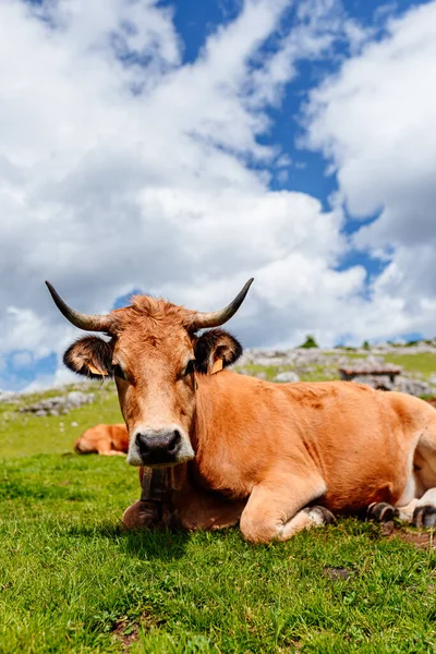 Vaca Tendida Tranquilamente Sobre Hierba Las Montañas Del Parque Nacional —  Fotos de Stock
