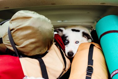 Sınır köpeği, arabanın içinde yürüyüş malzemesi ve ekipman üzerinde yatıyor. Bir evcil hayvanla seyahat etmek..