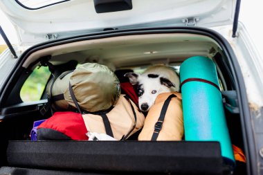 Sınır köpeği, arabanın içinde yürüyüş malzemesi ve ekipman üzerinde yatıyor. Bir evcil hayvanla seyahat etmek..