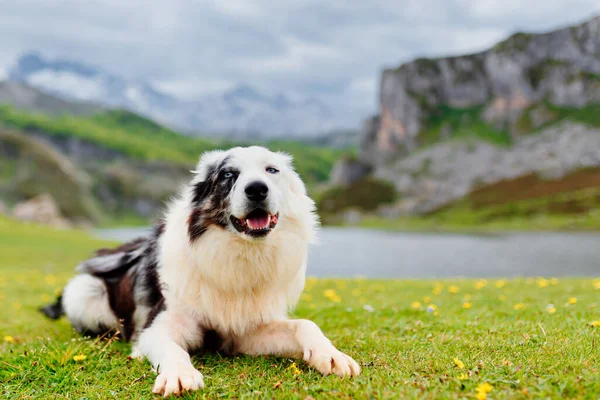 dog breed border collie with blue eyes lying on the field. dog in the lakes of covadonga, inside the national park of picos de eruopa, asturias, spain.