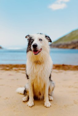 Mavi pigmentasyonlu, mavi gözlü ve kumsalda yürüyüş yapan sevimli bir çoban köpeği. Kumsaldaki köpekler..