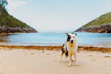 Mavi pigmentasyonlu, mavi gözlü ve kumsalda yürüyüş yapan sevimli bir çoban köpeği. Kumsaldaki köpekler..