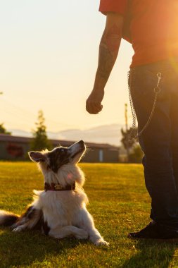 Sınırdaki çoban köpeğini eğiten adamın dikey fotoğrafı. İtaatkar hayvan