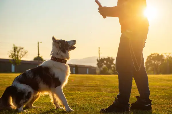 Невпізнаваний Чоловік Грає Своїм Прикордонним Собакою Відкритому Повітрі Сонячний День Ліцензійні Стокові Фото