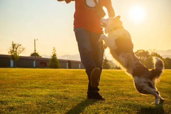 person trained skill with his border collie breed dog. Owner playing with his dog.