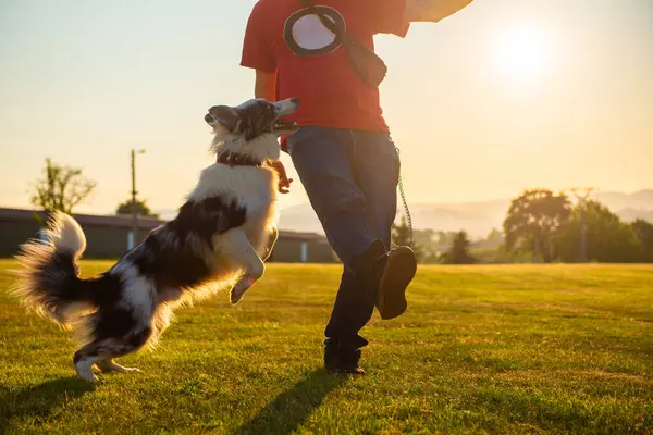 Sınır çoban köpeği, sahibinin bacağının üzerinden atlıyor. Köpek eğitimi. Evcil hayvanıyla oynayan kişi.
