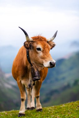 Kahverengi inek dağlarda özgürce otluyor. Kumarhanenin kahverengi ineği ya da Asturian dağ ineği.