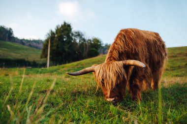 Kahverengi İskoç ineği ve büyük boynuzları özgürce otluyor. çiftlik hayvanı