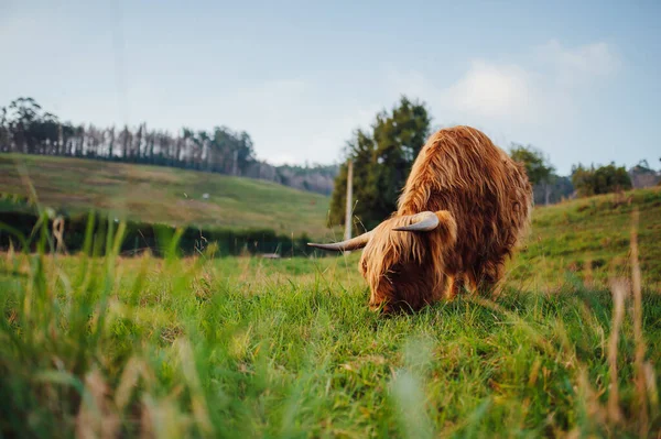 Vaca Montaña Escocesa Marrón Con Cuernos Grandes Campo Pastando Libremente —  Fotos de Stock