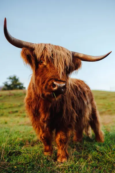 Retrato Vaca Escocesa Mirando Cámara Campo Animal Granja —  Fotos de Stock