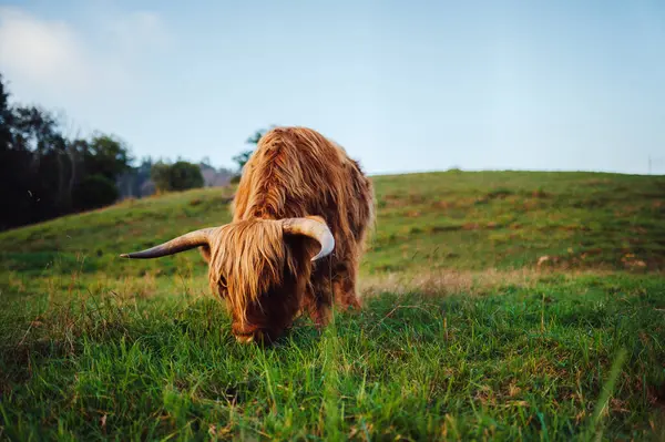 Vaca Montaña Escocesa Marrón Con Cuernos Grandes Campo Pastando Libremente —  Fotos de Stock