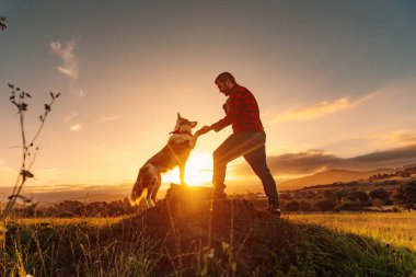 Border collie cinsi köpek tarlada patisini sahibine veriyor. Genç adam gün batımında tarlada evcil hayvanıyla oynuyor.
