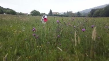 Border collie dog sahada sahibiyle frizbi oynuyor. Sahibinin gözlerinden POV