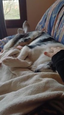 Evdeki kanepede köpeğini okşayan birinin kişisel bakış açısıyla dikey videosu. Sahibi onu okşarken köpek uyuyor. evcil hayvanlarla ev hayatı