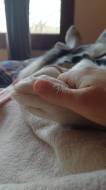 Evdeki kanepede yatarken köpeğinin patisini okşayan birinin kişisel bakış açısıyla dikey video. evcil hayvanlarla ev hayatı
