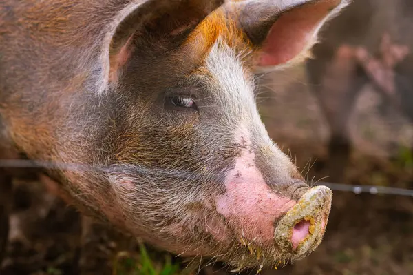 close-up portrait of the head of a pietrain pig in its pigsty. farm animals and rural economy