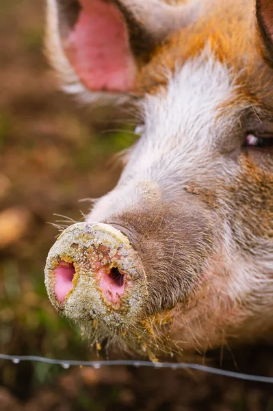 detail of the muddy nose of a pietrain pig in its pigsty. Farm animals and rural economy
