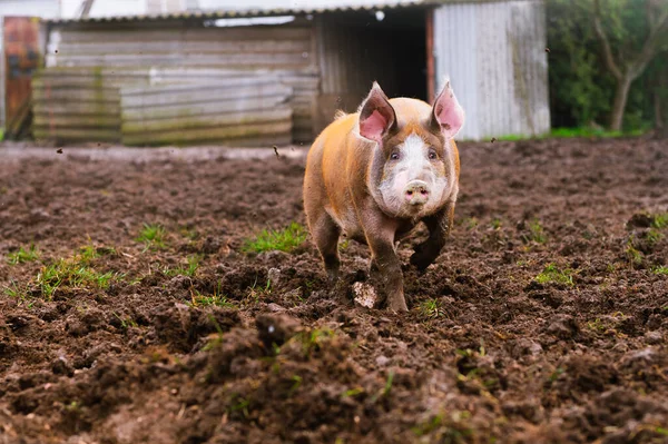 pietrain pig walking in the mud of his pigsty. Farm animals and rural economy