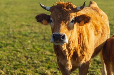 Asterian dağ ineği tarlada
