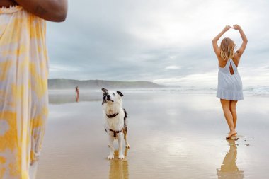 Sınır çoban köpeği sahipleriyle sahilde eğleniyor. Bir evcil hayvanla seyahat.