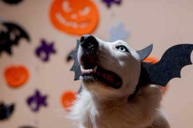 Cadılar Bayramı süslemesi olan bir evde yarasa bandı takmış şirin bir çoban köpeği..