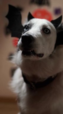 Evde cadılar bayramı süslemeleriyle bir duvarın önünde yarasa kılığına girmiş şirin bir çoban köpeği portresi.