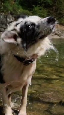 Nehirde yıkandıktan sonra suyu sallayan bir çoban köpeğinin yavaş çekim videosu.