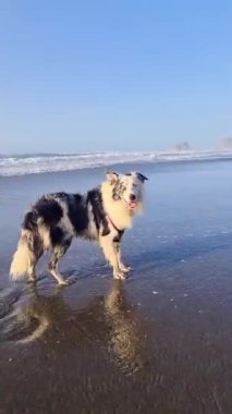 Border collie köpeği yaz boyunca plajda özgürce koşuyor ve oynuyor..