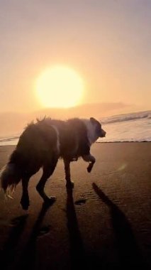 Sınır köpeğini çeken kişi yaz boyunca köpek dostu bir plajda gün batımında deniz ve plajın tadını çıkarıyor. Kullanıcı tarafından oluşturulan içerik (UGC)