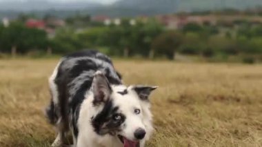 Border collie dog sahada sahibiyle frizbi oynuyor. Sahibinin gözlerinden POV