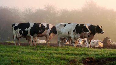 Holstein Friesian süt inekleri sisli otlaklarda ayakta ve uzanıyorlar, yumuşak gündoğumu ışığı otlayan sürülerle huzurlu tarım arazilerini aydınlatıyor.