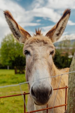 Çitin arkasında, dünya eşek gününü kutlayan dost canlısı bir eşek.