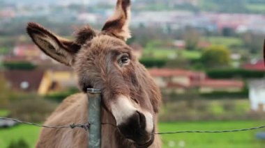 Eşekler bir çit direğinde başlarını kaşıyorlar ve etkileşime geçiyorlar.