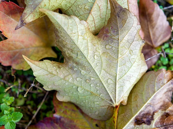 Textur Eines Blattes Mit Wassertropfen Herbst — Stockfoto