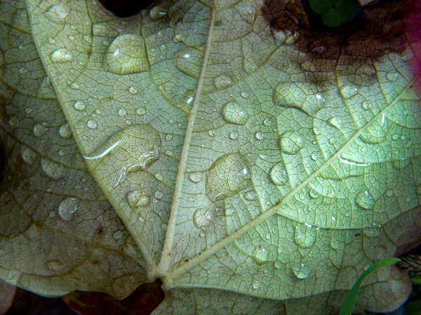 Textura Uma Folha Com Gotas Água Outono — Fotografia de Stock