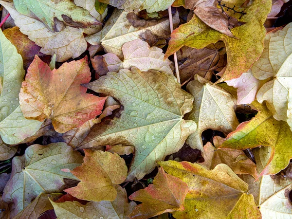 Textur Eines Laubteppichs Mit Wassertropfen Herbst — Stockfoto
