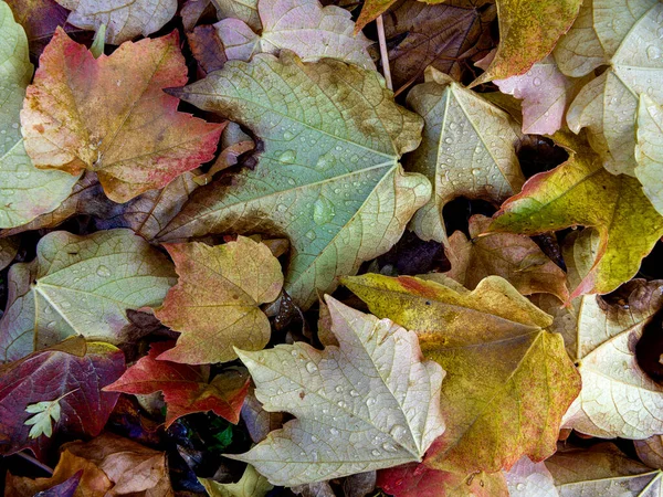 Textur Eines Laubteppichs Mit Wassertropfen Herbst — Stockfoto