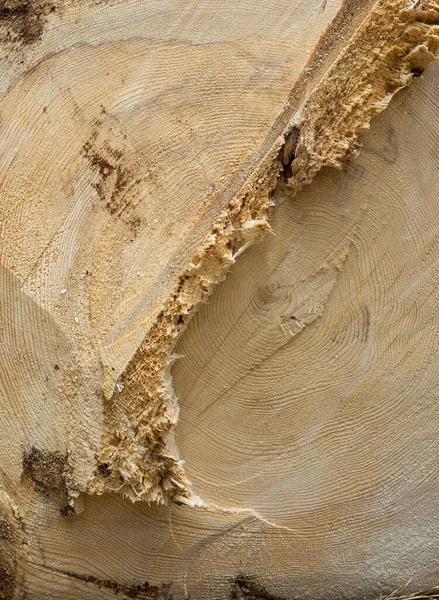 Textura Madeira Uma Árvore — Fotografia de Stock