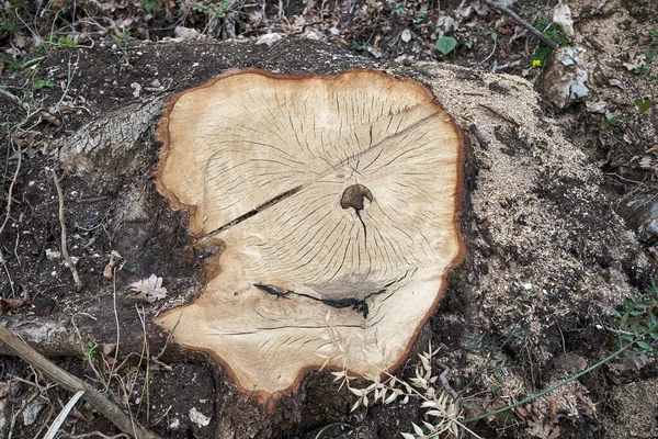 Bir ağaç gövdesinin temel dokusu