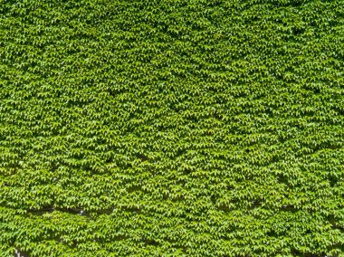 Yeşil sarmaşıkla kaplı bir duvarın dokusu