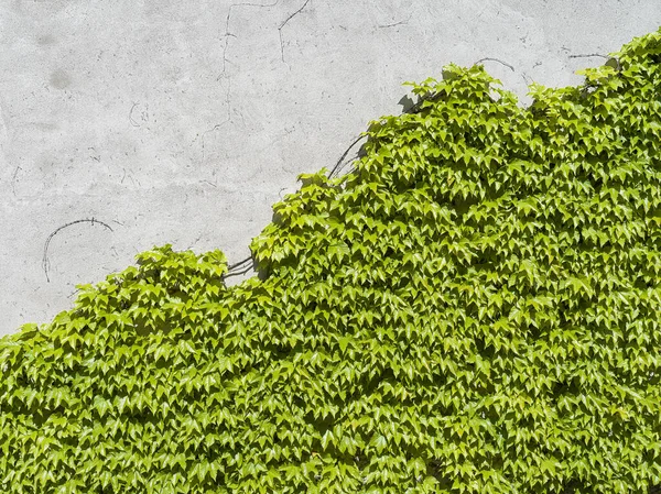 Textura Uma Parede Concreto Metade Coberta Hera Verde — Fotografia de Stock