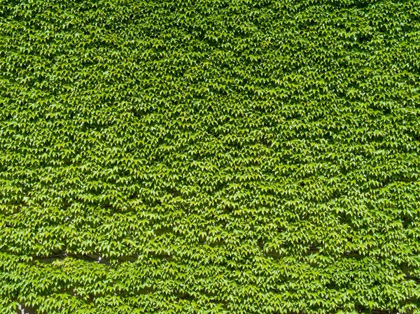 Textura Stěny Pokryté Zeleným Břečťanem — Stock fotografie