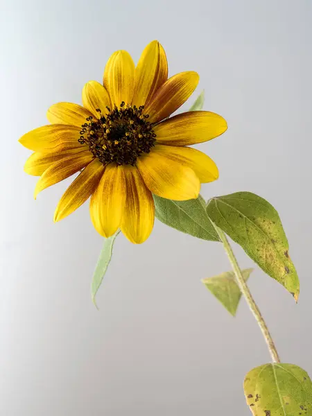 Квітка Жовтими Пелюстками Білому Тлі — стокове фото