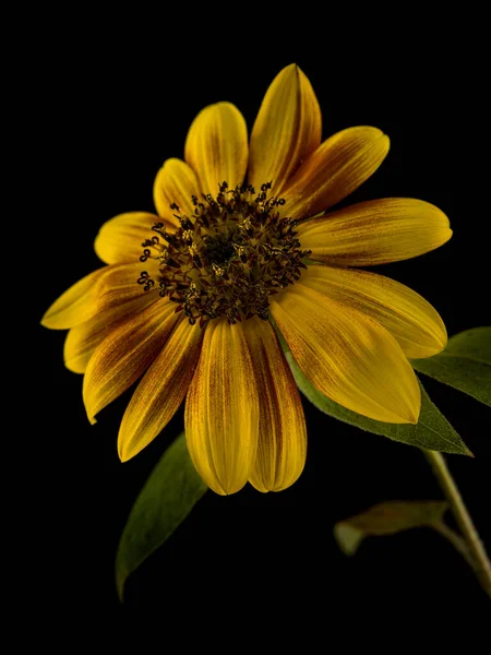 Flower with yellow petals, on a black background