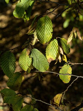 Bir ağacın doku yaprakları, güneş ışığından etkilenir.